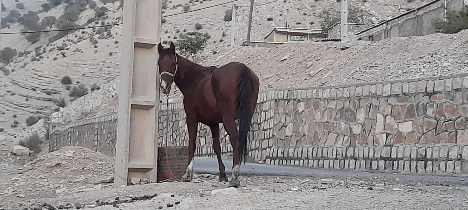 فروش اسب کورد|اسب و تجهیزات اسب‌سواری|چهاردانگه (تهران), |دیوار