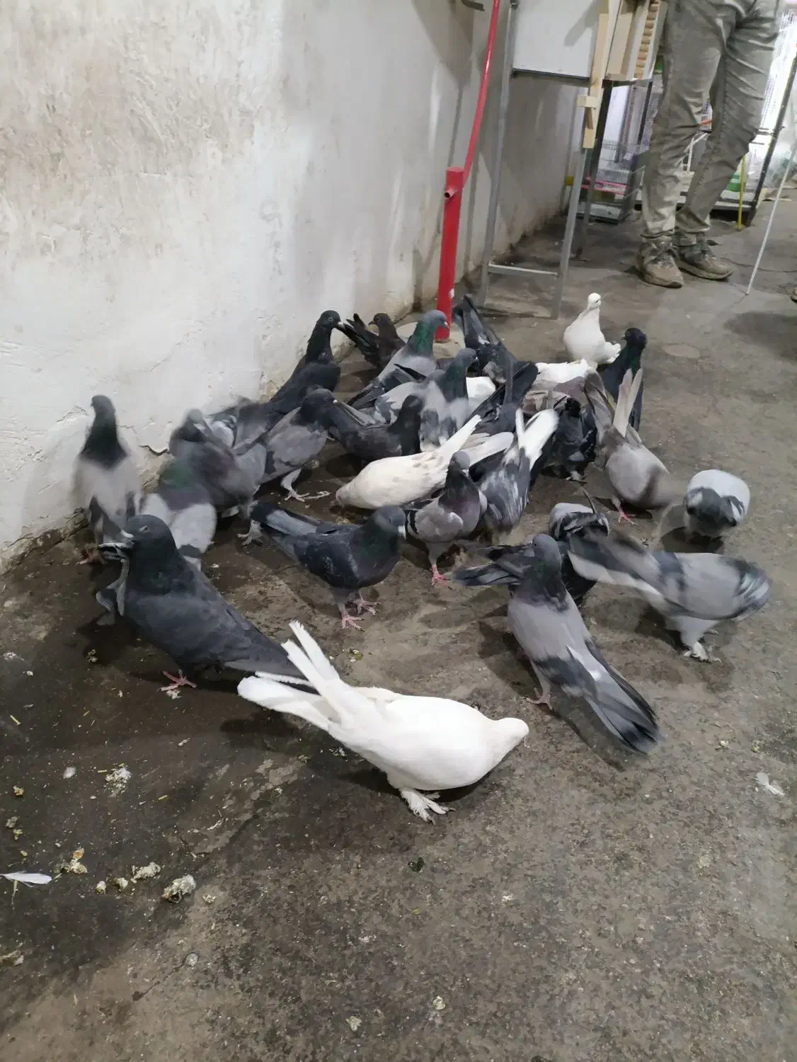 کبوتر گلی|پرنده|شهرکرد, |دیوار