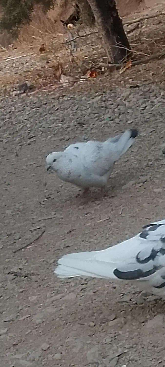 سه عدد کفتر فروشی|پرنده|دماوند, دماوند|دیوار