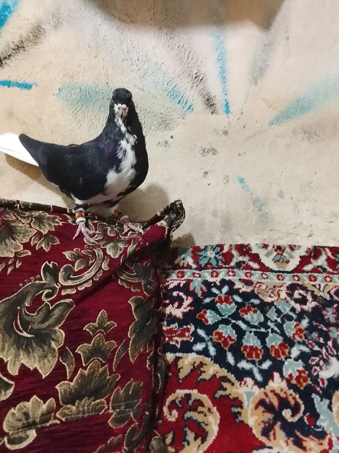 کبوتر پلاکی|پرنده|شیراز, احمدآباد|دیوار
