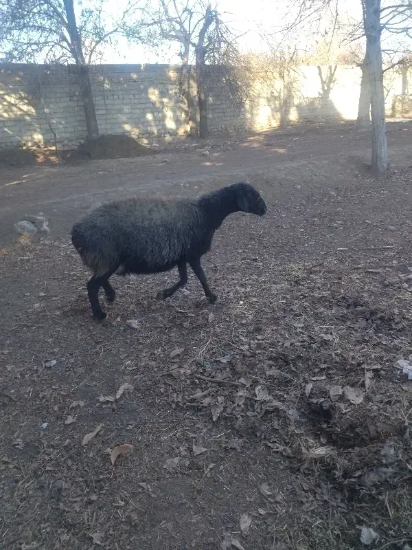 میش با بره|حیوانات مزرعه|کوهسار (البرز), |دیوار