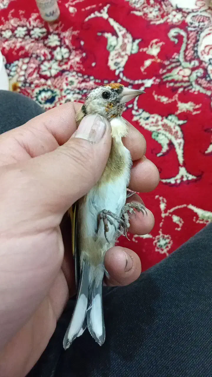 سهره نر و ماده|پرنده|تبریز, |دیوار