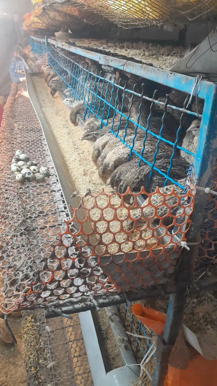 بلدرچین تخم گذار|حیوانات مزرعه|یزد, |دیوار