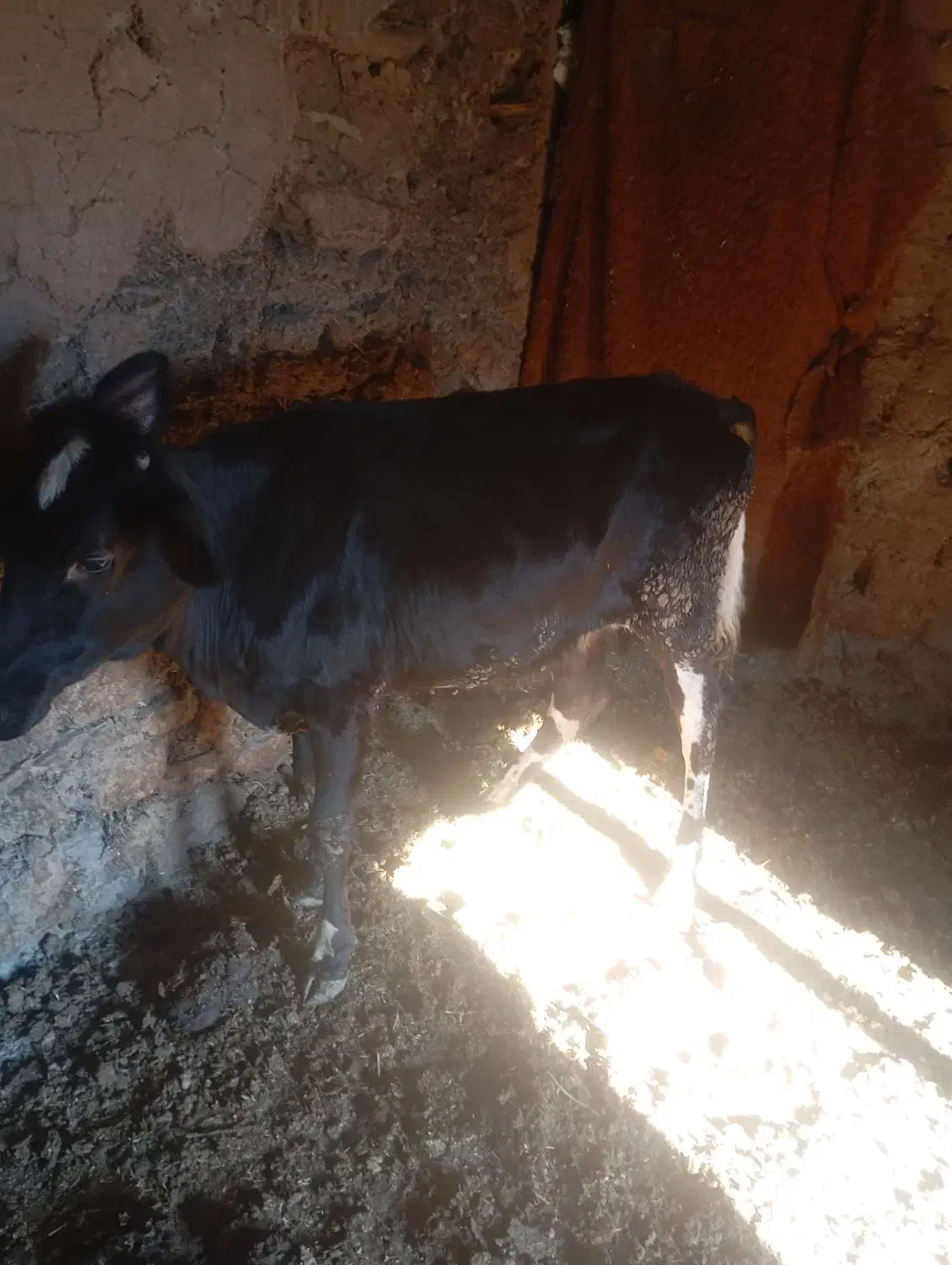 گوساله دورگ 129کیلو|حیوانات مزرعه|سروآباد, |دیوار