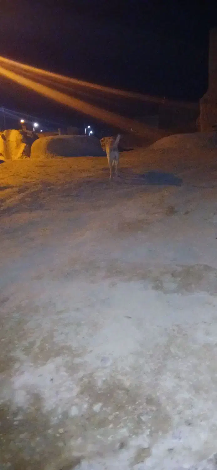 سراب اسل|سگ|بیجار, |دیوار