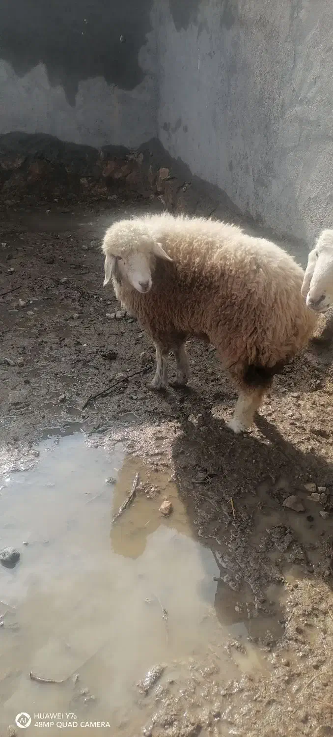 بره ماده|حیوانات مزرعه|اسفراین, |دیوار