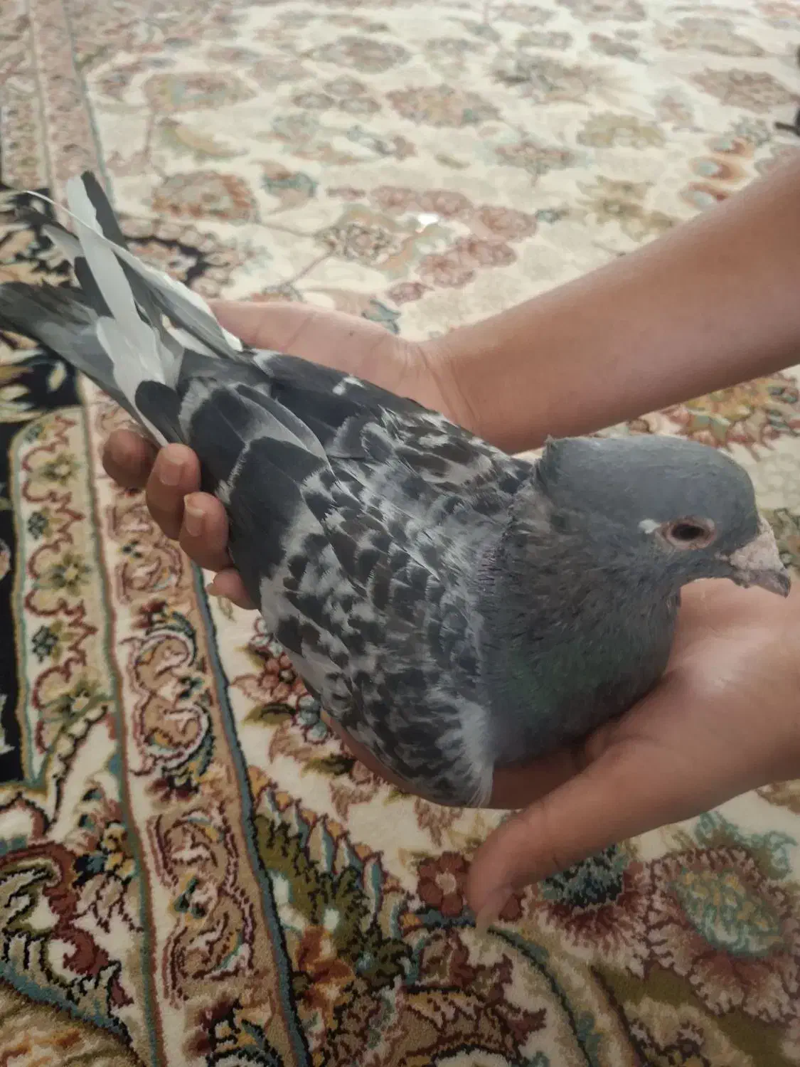 ۲ کفتر با هم جفتن|پرنده|قائن, |دیوار