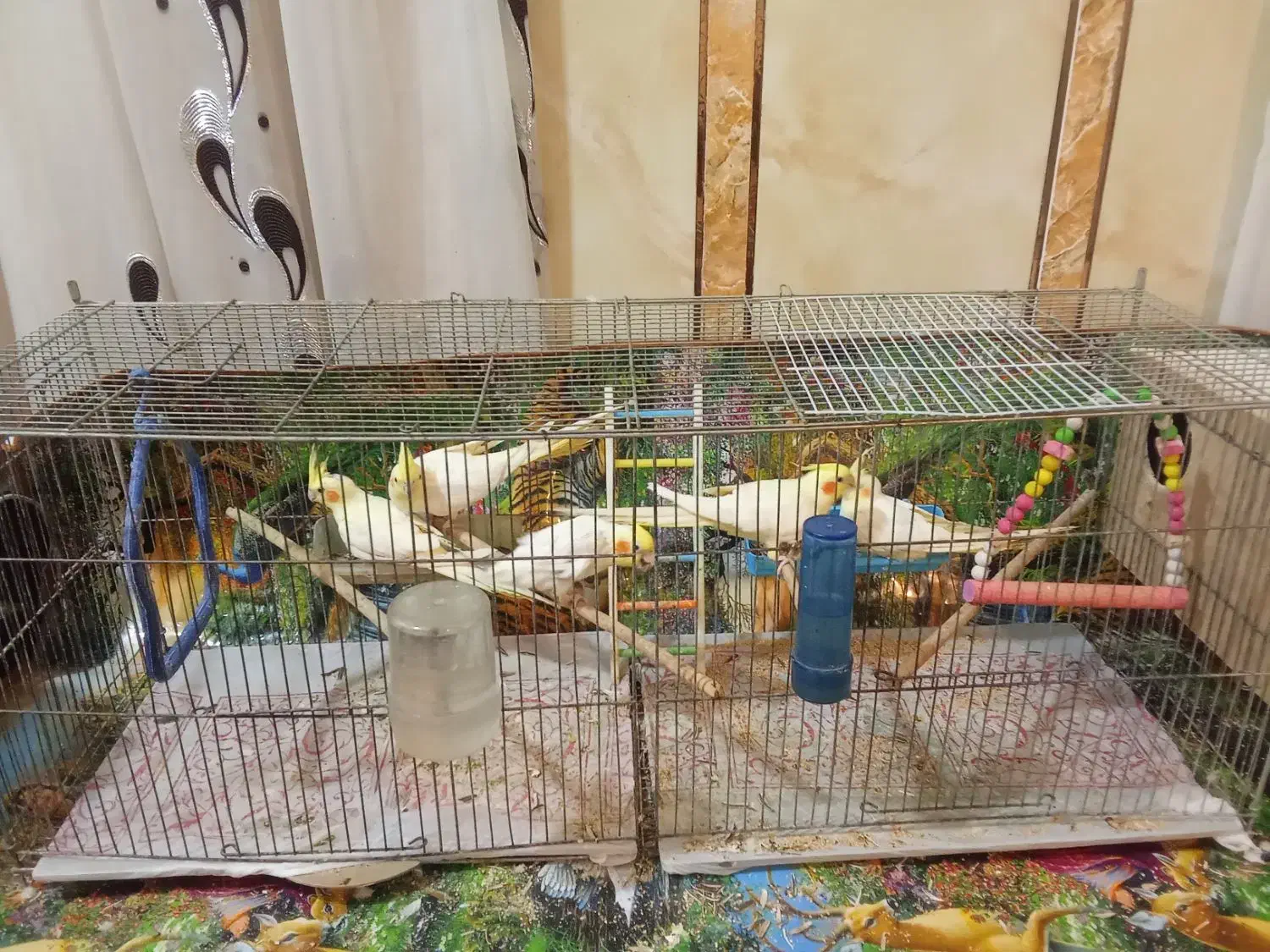 عروس پاریس هلندی|پرنده|اهواز, فتح|دیوار