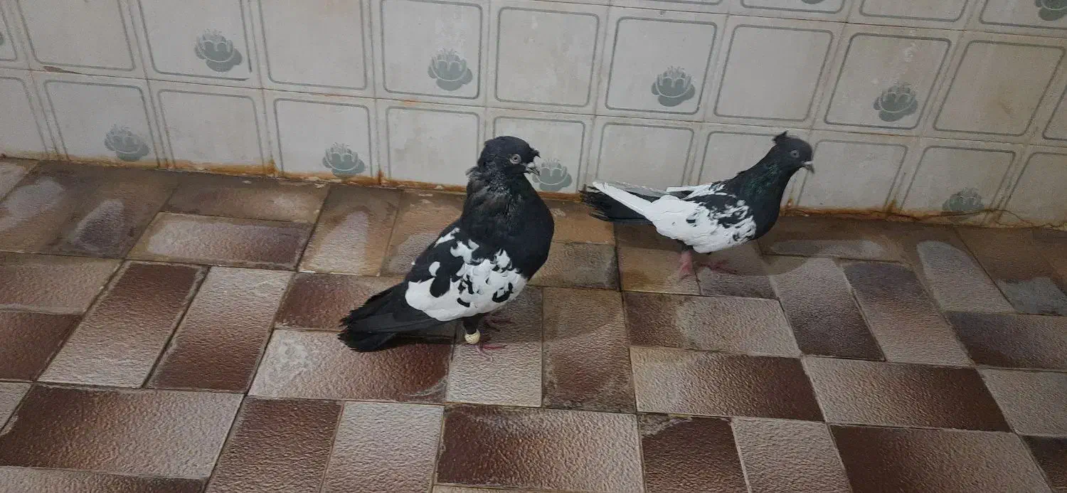 جفت سینه و طوقی|پرنده|شیراز, دشت چنار|دیوار