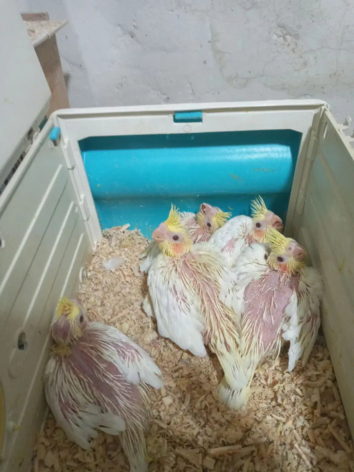 جوجه لیتنو سرلاکی|پرنده|بندر امام خمینی, |دیوار