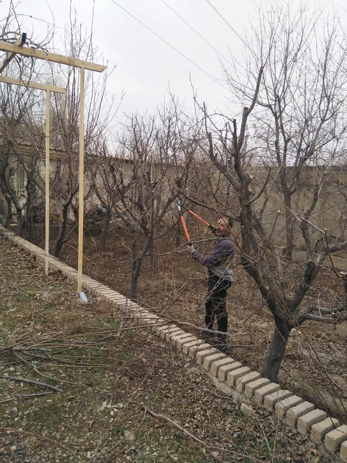 هرس کاری سم پاشی کوددهی شمشادزنی کاشت نهال ...|خدمات باغبانی و درختکاری|کرج, کمالشهر|دیوار