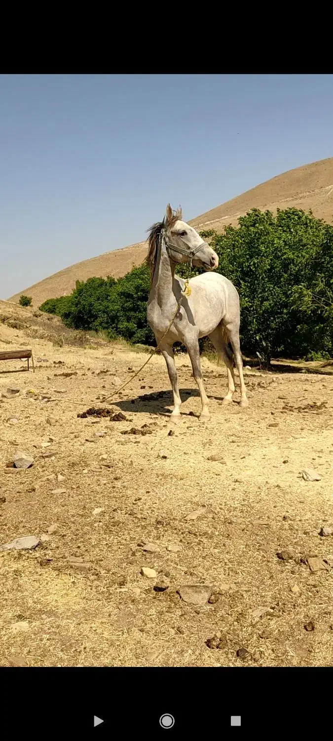 اسب|اسب و تجهیزات اسب‌سواری|خرم‌آباد, |دیوار