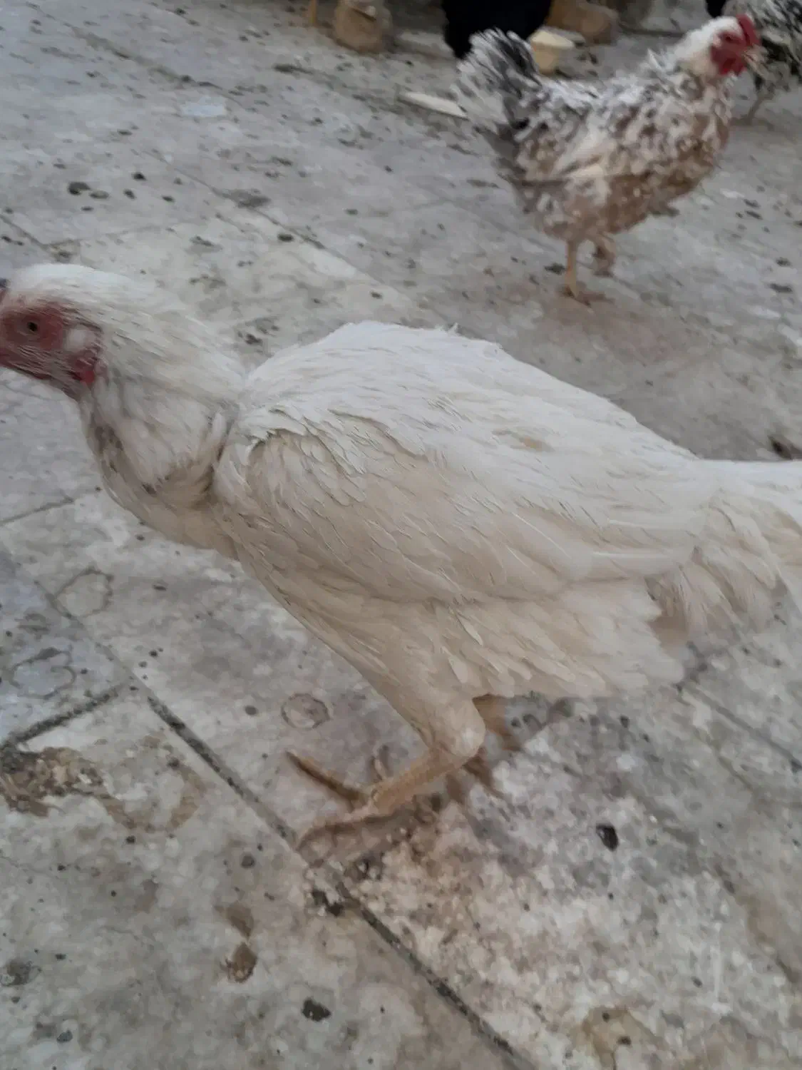 فروش ۲ عدد مرغ کرچ|حیوانات مزرعه|قم, کلهری|دیوار