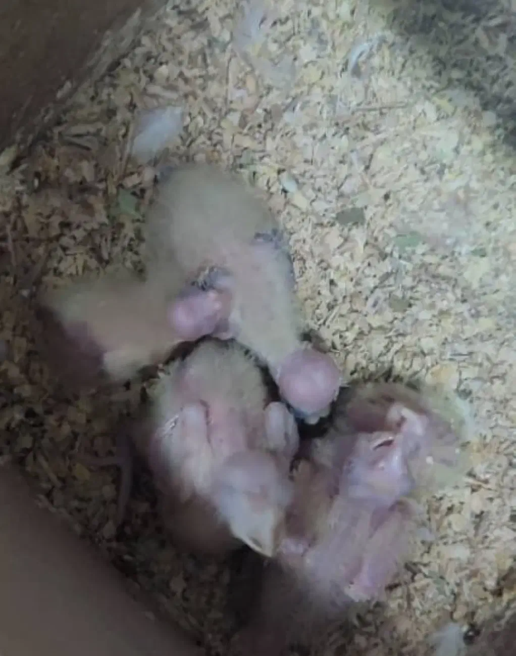 تعدادی جوجه سرلاکی عروس هلندی نژاد های مختلف|پرنده|مرودشت, کناره|دیوار