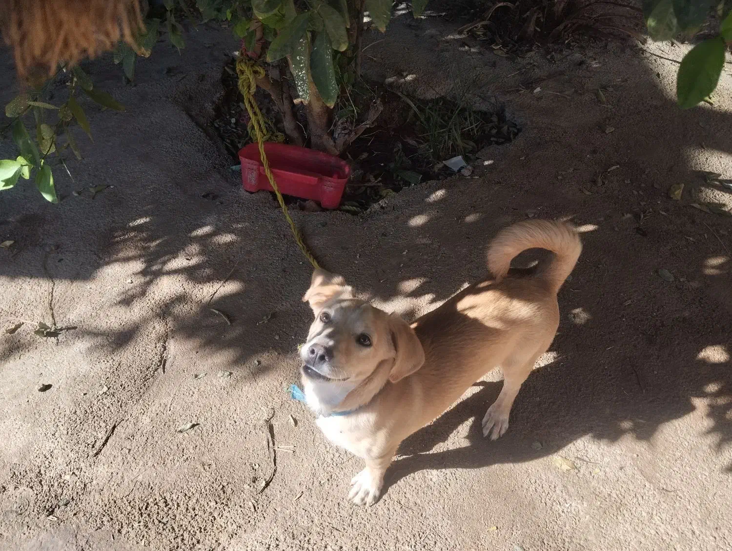 سگ بازیگوش و پاکوتاه|سگ|سرپل ذهاب, |دیوار