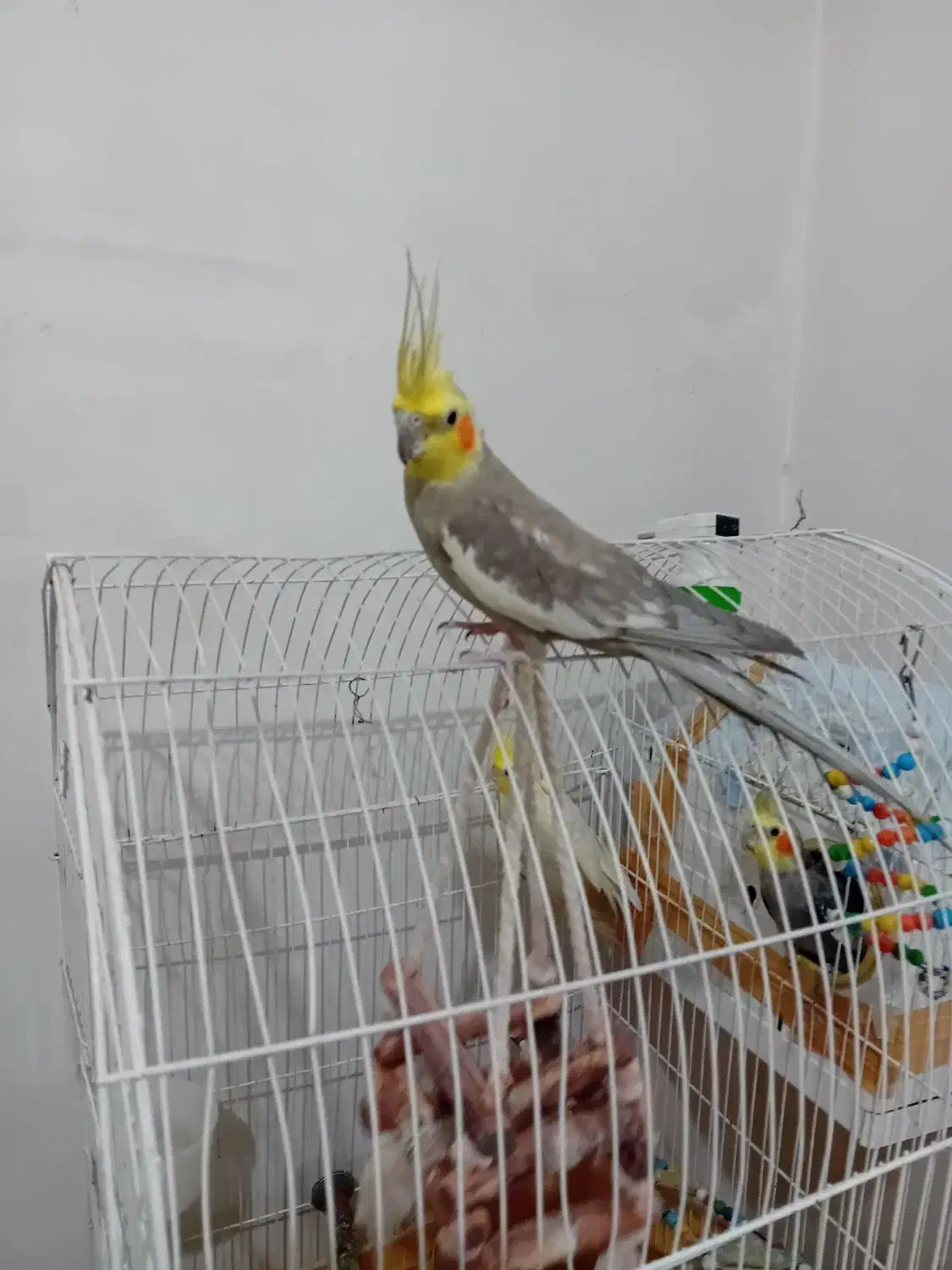 عروس هلندی|پرنده|شهریار, اسد‌آباد|دیوار