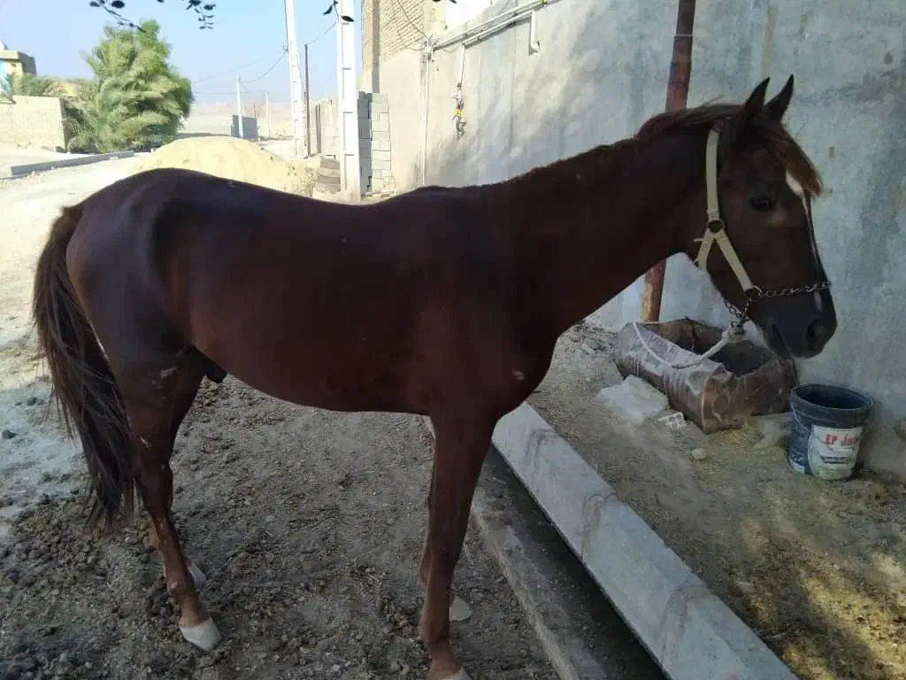 حیوانات گمشده|حیوانات|بندر گناوه, |دیوار