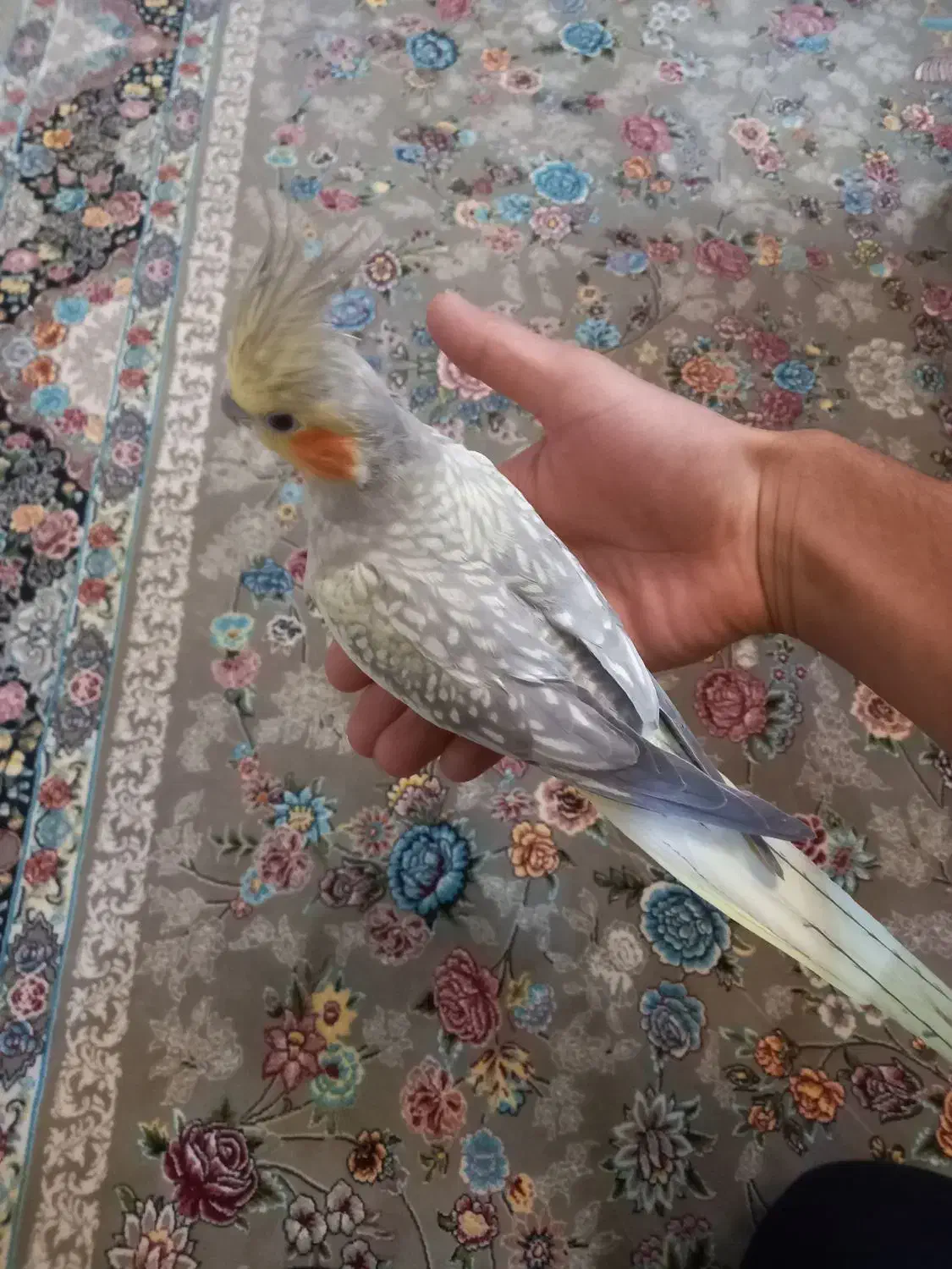 عروس هلندی|پرنده|شاهین‌شهر, گرگاب|دیوار