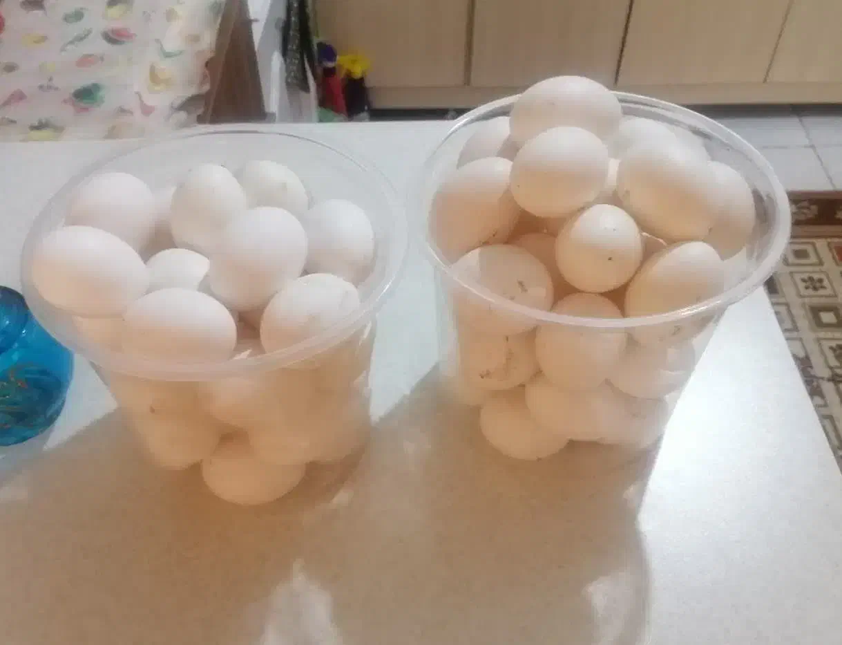 تخم مرغ محلی ( بومی )|خوردنی و آشامیدنی|کاشان, فاز ۲ ناجی آباد|دیوار