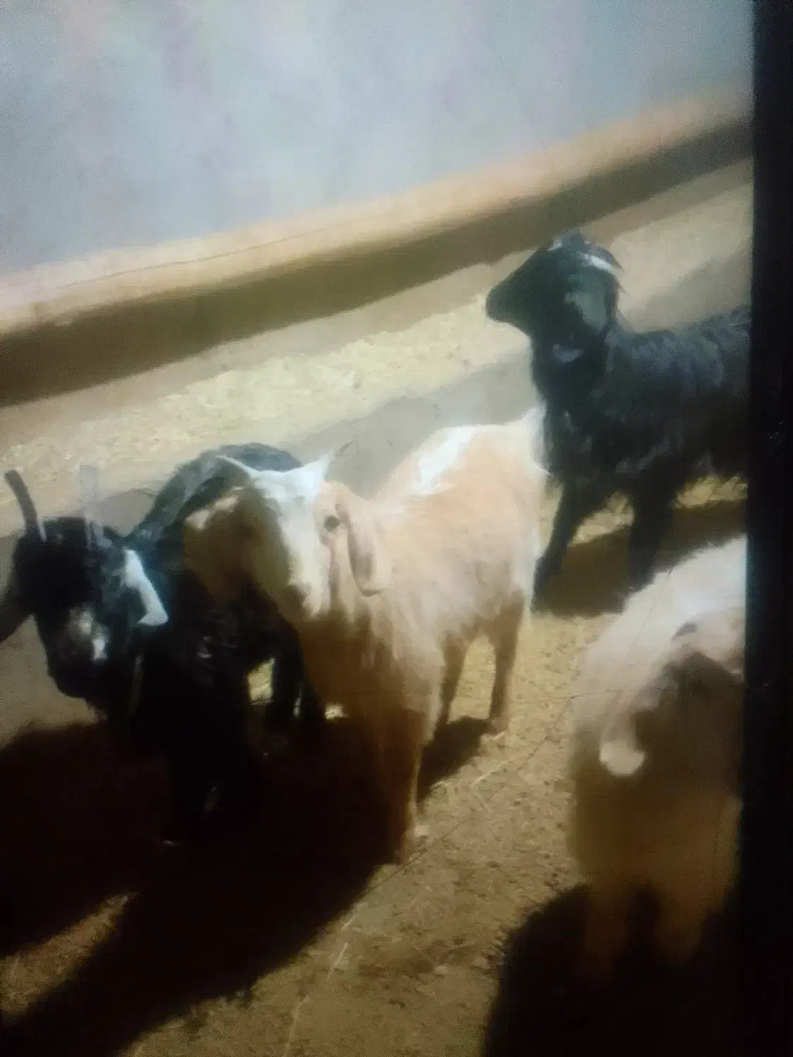 بزغاله|حیوانات مزرعه|بوئین زهرا, |دیوار