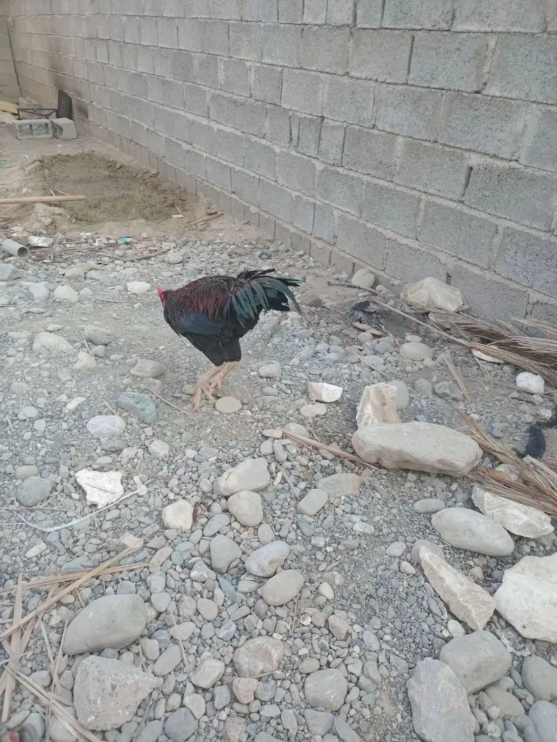 خروس چابهاری زات دار|حیوانات مزرعه|میناب, |دیوار