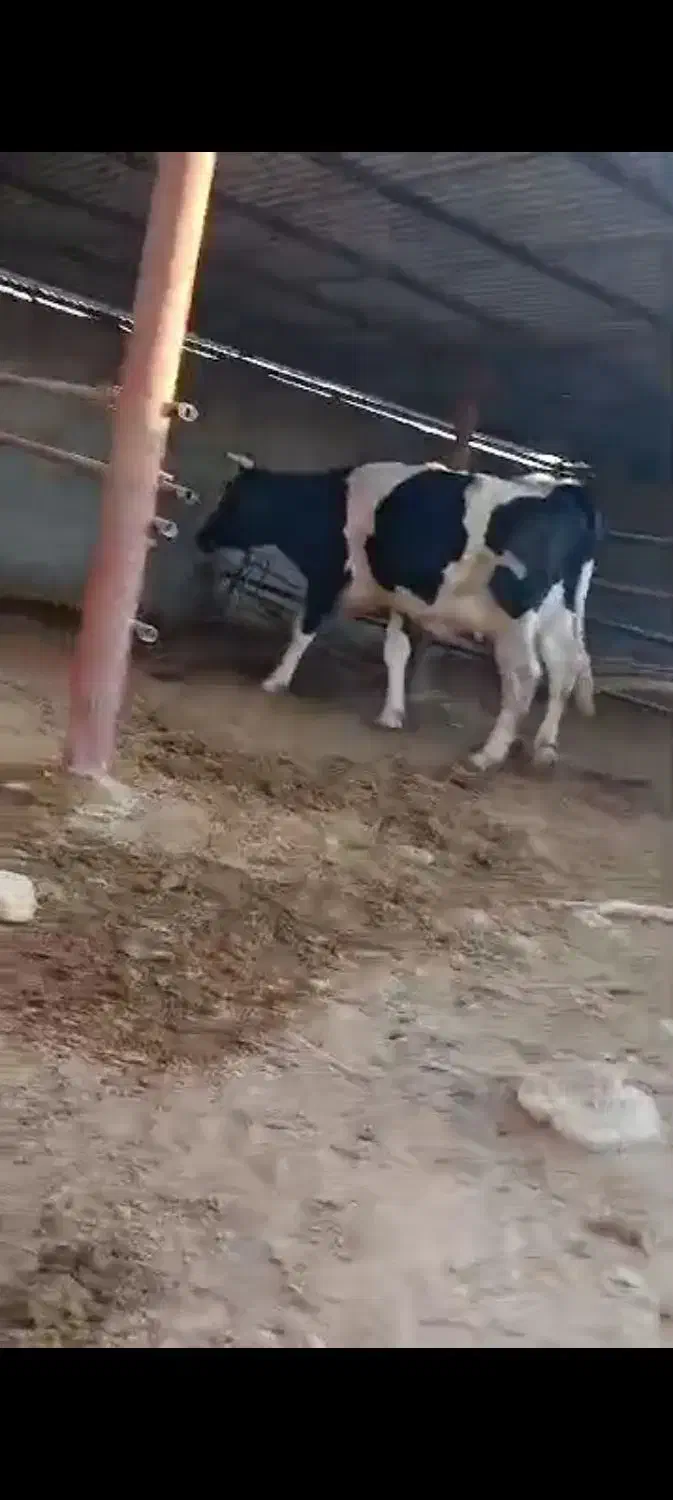 گاو با گوساله|حیوانات مزرعه|خنج, |دیوار