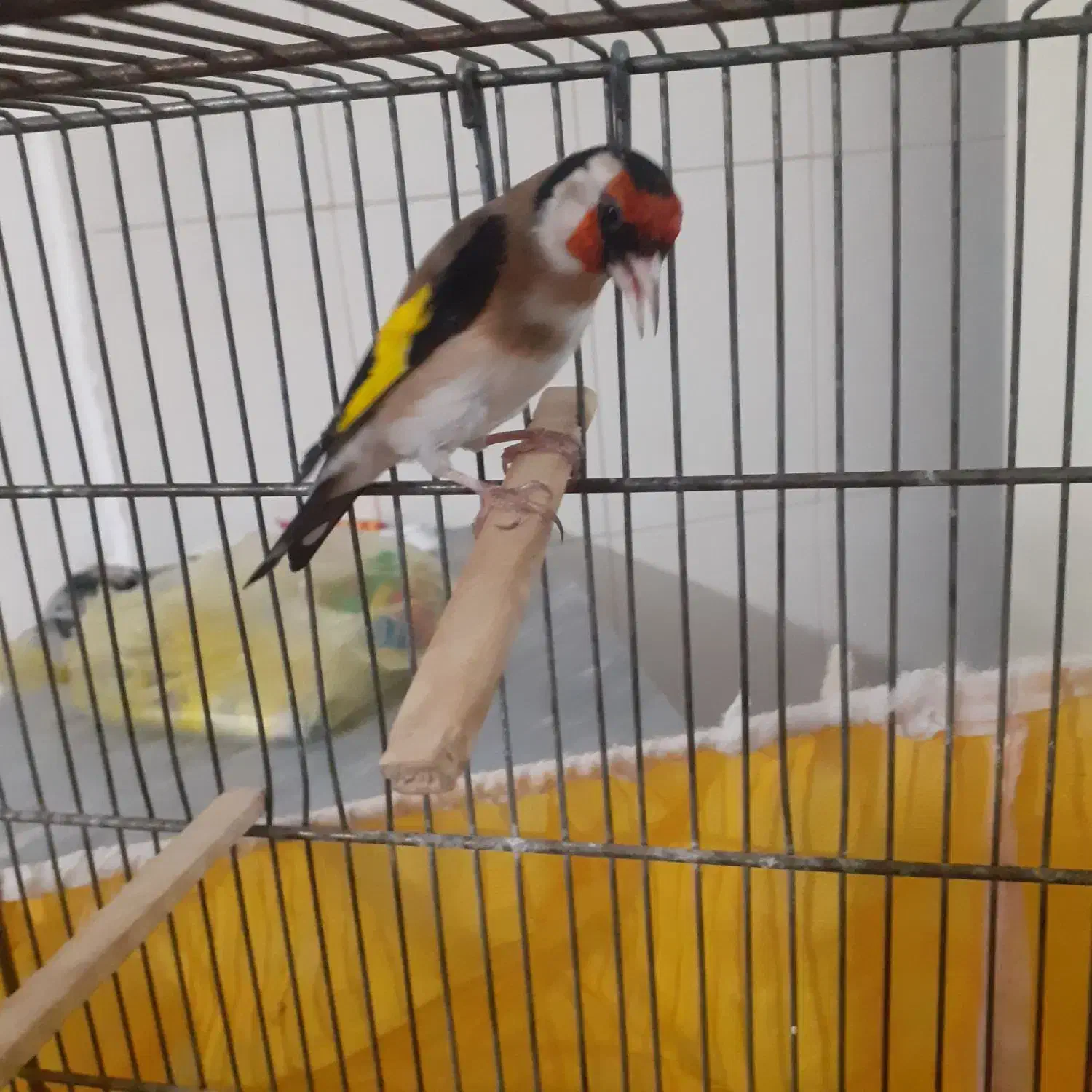 سیره|پرنده|خرم‌آباد, |دیوار