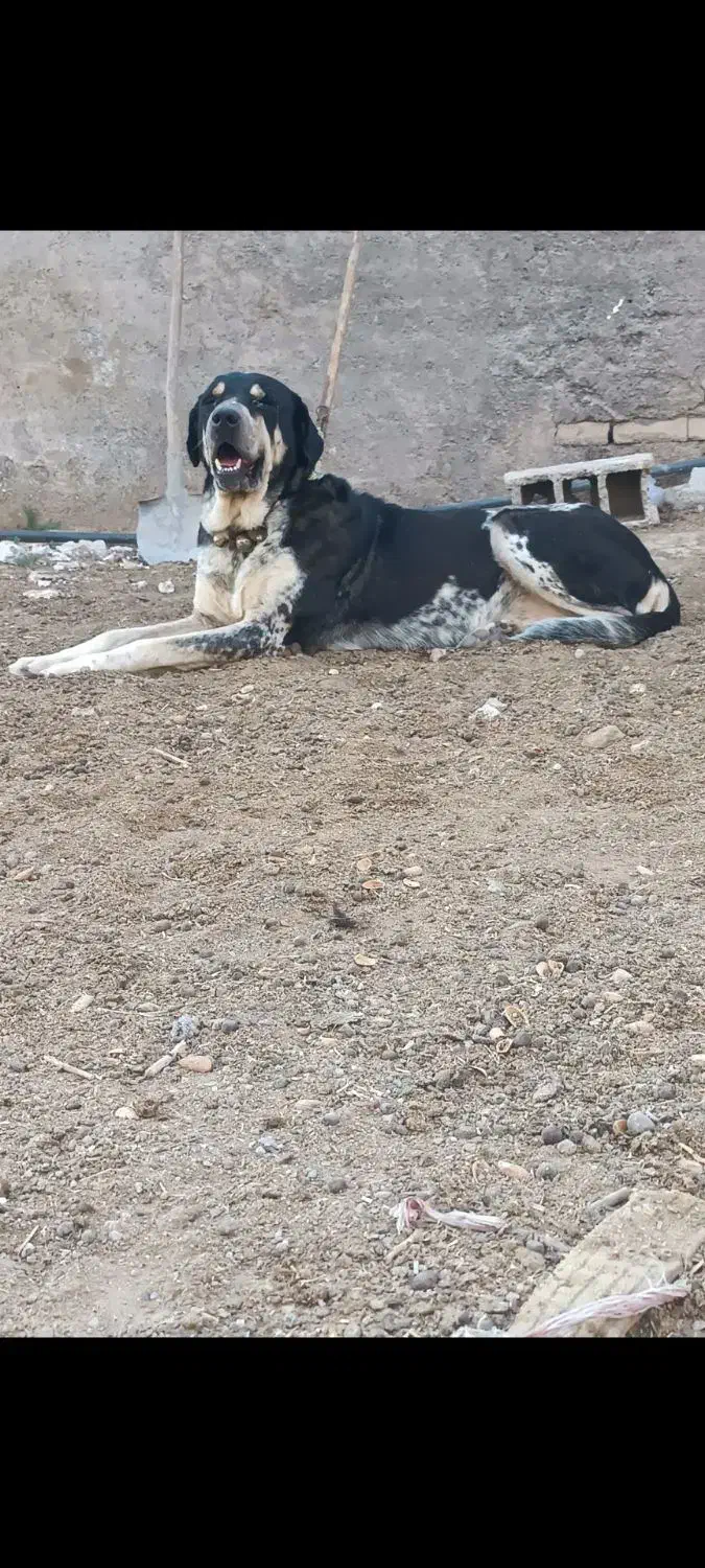 واگذاری سگ عراقی سرابی پژدر|سگ|قم, آزادگان|دیوار