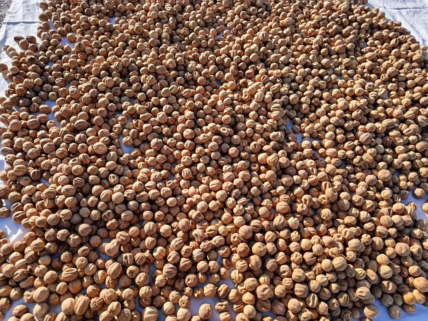 لیمو خشک خارجی|خوردنی و آشامیدنی|تهران, مولوی|دیوار