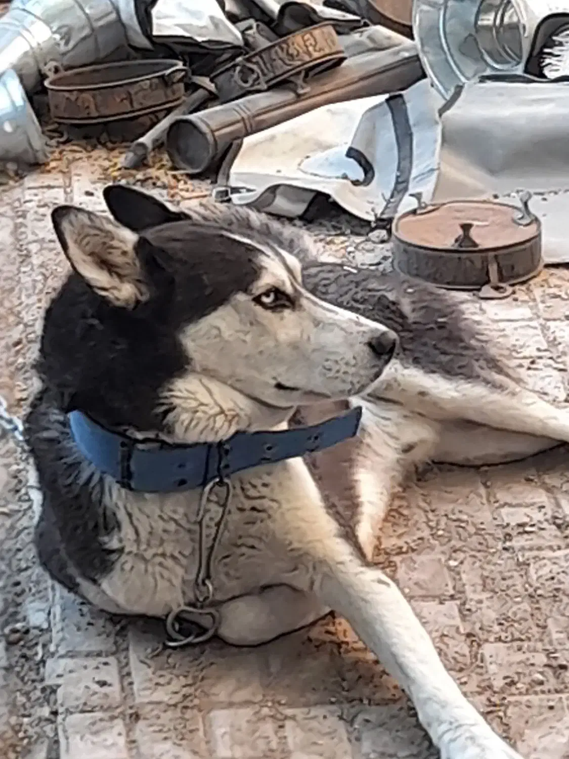 سگ هاسکی|سگ|اصفهان, حصه جنوبی|دیوار