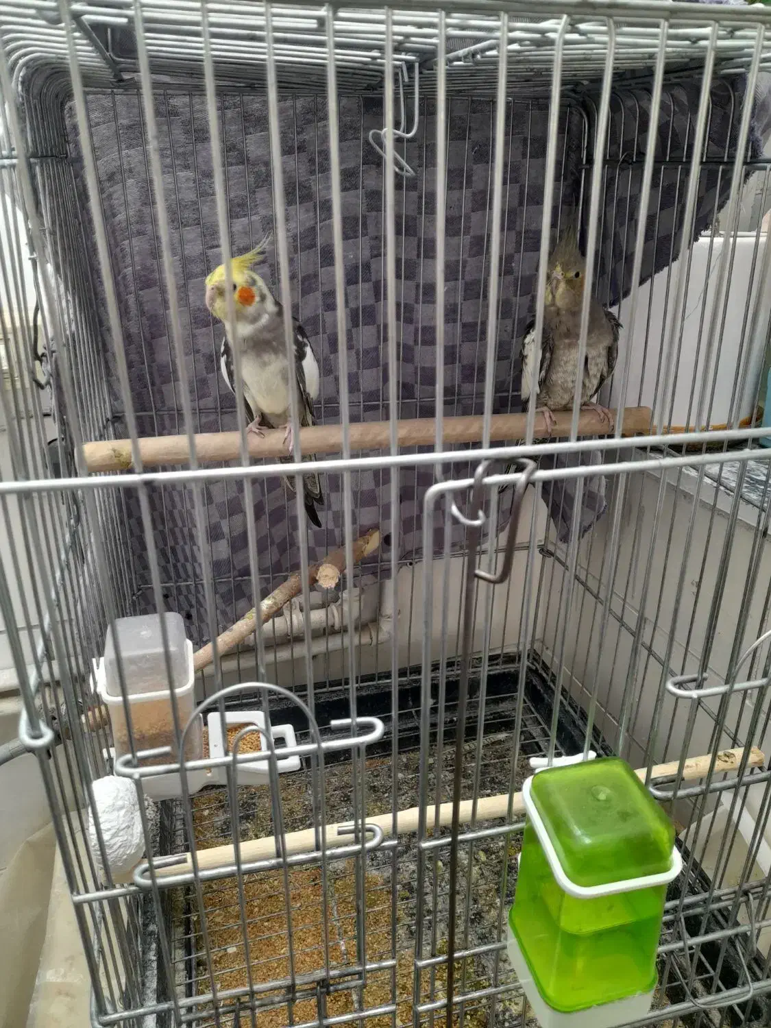 فروش یک جفت عروس هلندی|پرنده|کنگاور, |دیوار