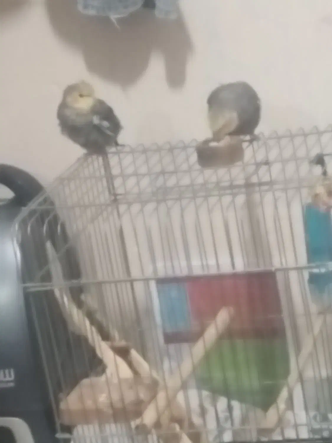 دو تا عروس هلندی اسلامشهر شهرک انبیا سپیدا دوم|پرنده|اسلام‌شهر, شهرک توحید|دیوار