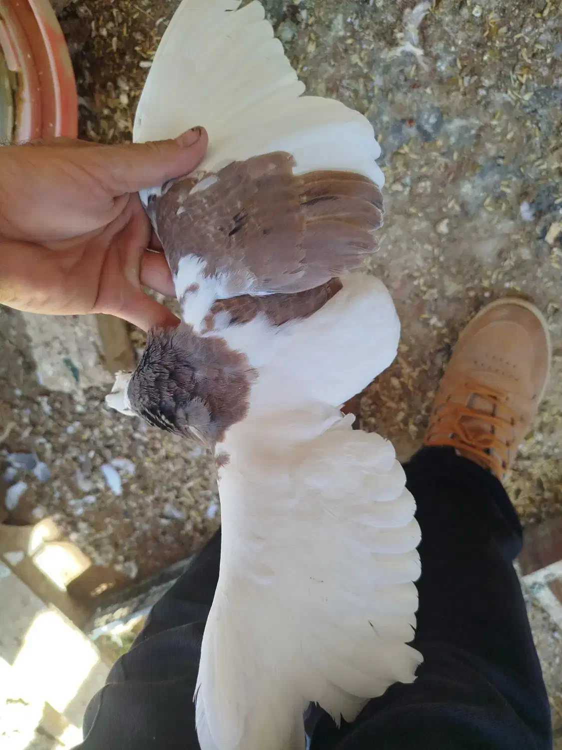 چهار تا باهم 800تکی200|پرنده|طبس, |دیوار