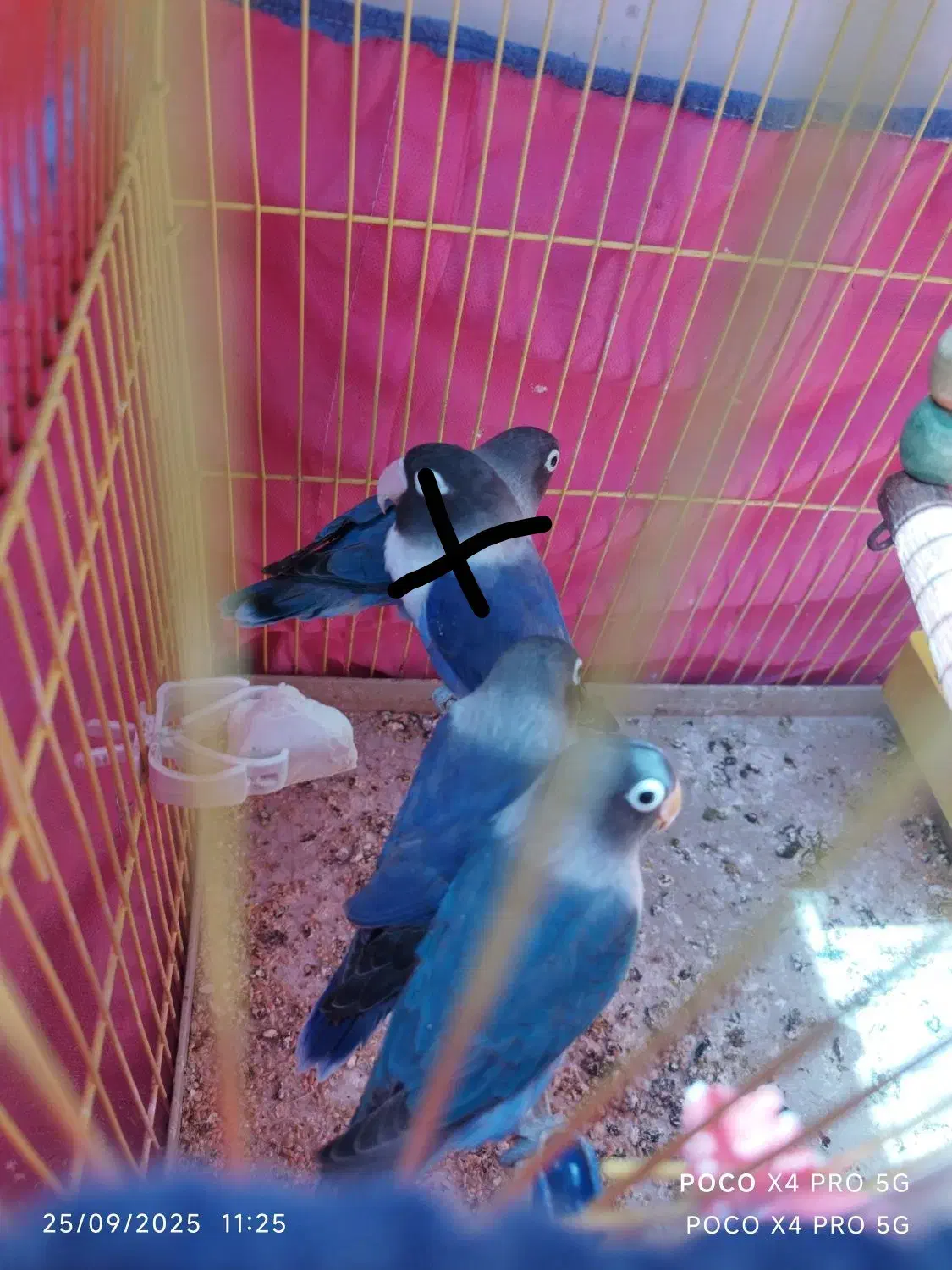 طوطی برزیلی  آبی|پرنده|بروجرد, |دیوار