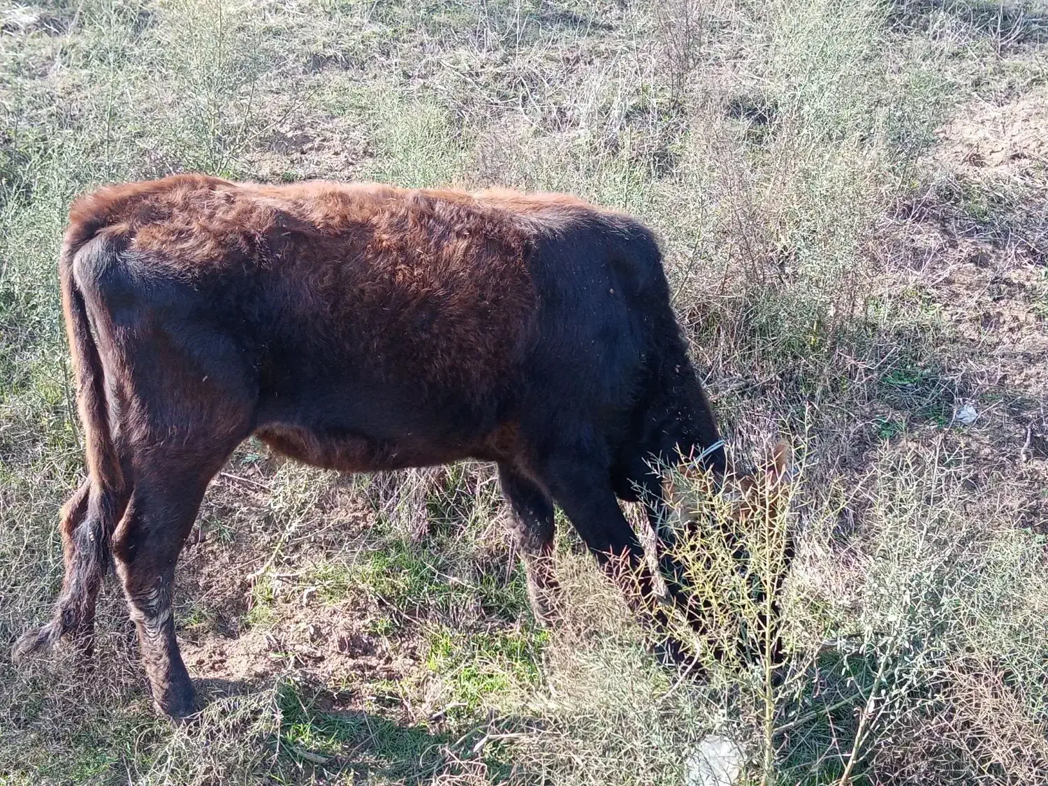 گوساله ماده گوشتی|حیوانات مزرعه|قشلاق دشت, |دیوار