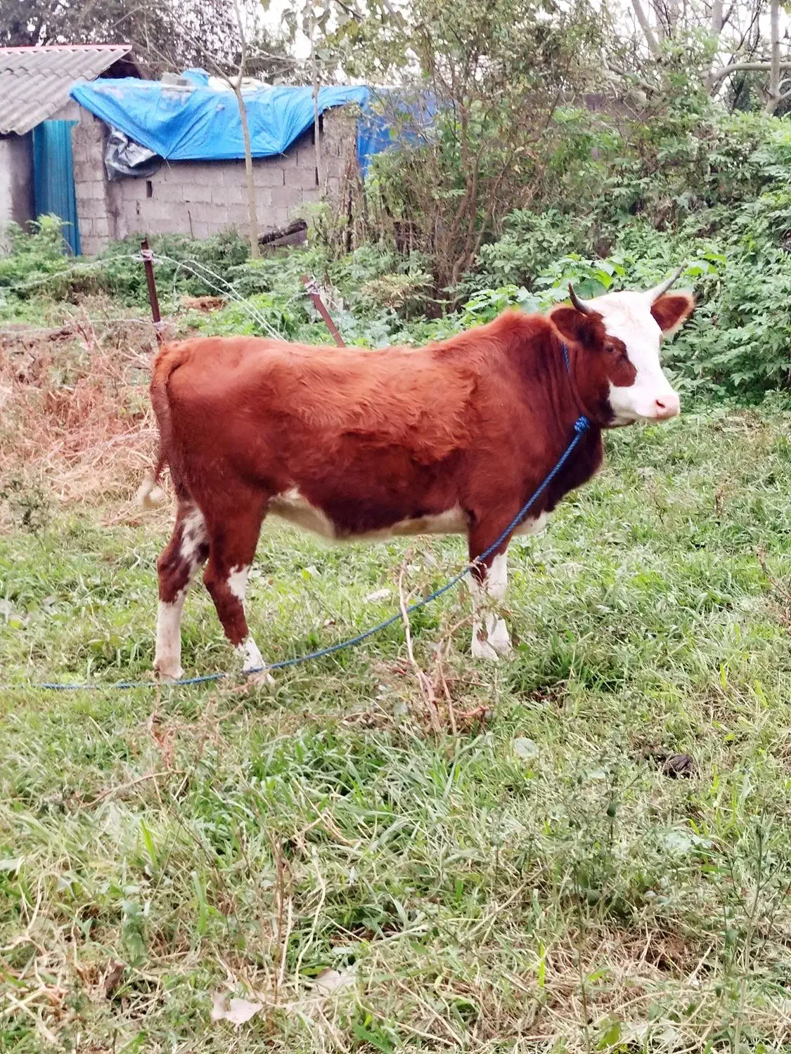 فروش گاو آبستن و ورزاکوله|حیوانات مزرعه|تولم شهر, |دیوار