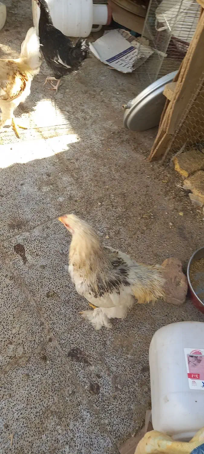 تعدادی خروس برهما به فروش میرسد|حیوانات مزرعه|اردکان, |دیوار