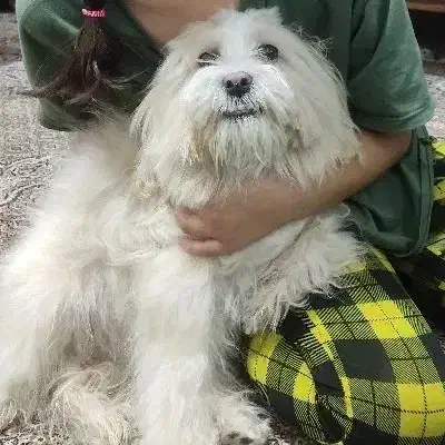 سگ پاپی|سگ|اصفهان, نقش جهان|دیوار