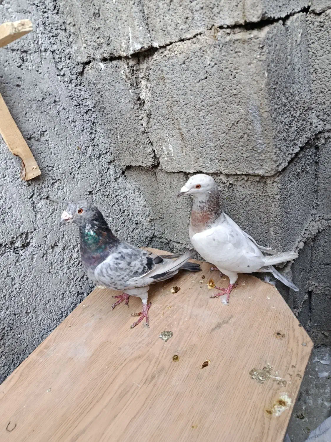 پرنده کبوتر|پرنده|دوگنبدان, |دیوار