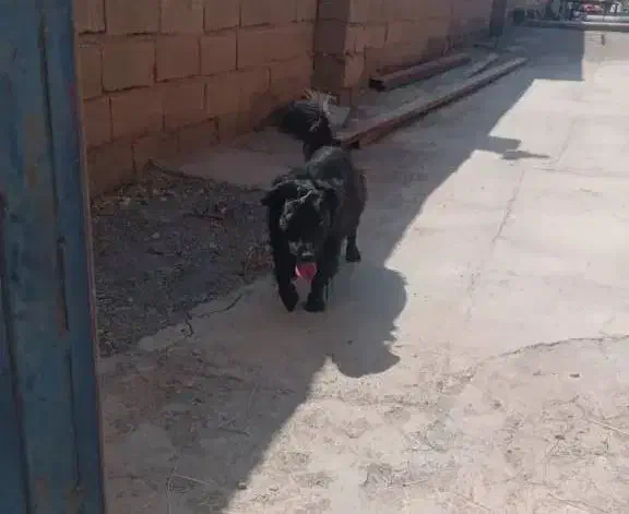 سگ  پاکوتاه|سگ|فهرج, |دیوار