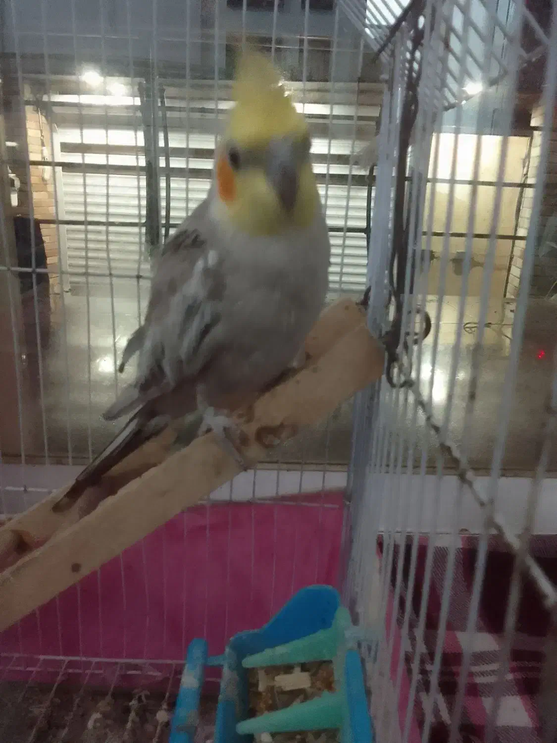 عروس هلندی نر سخنگو|پرنده|اطاقور, |دیوار