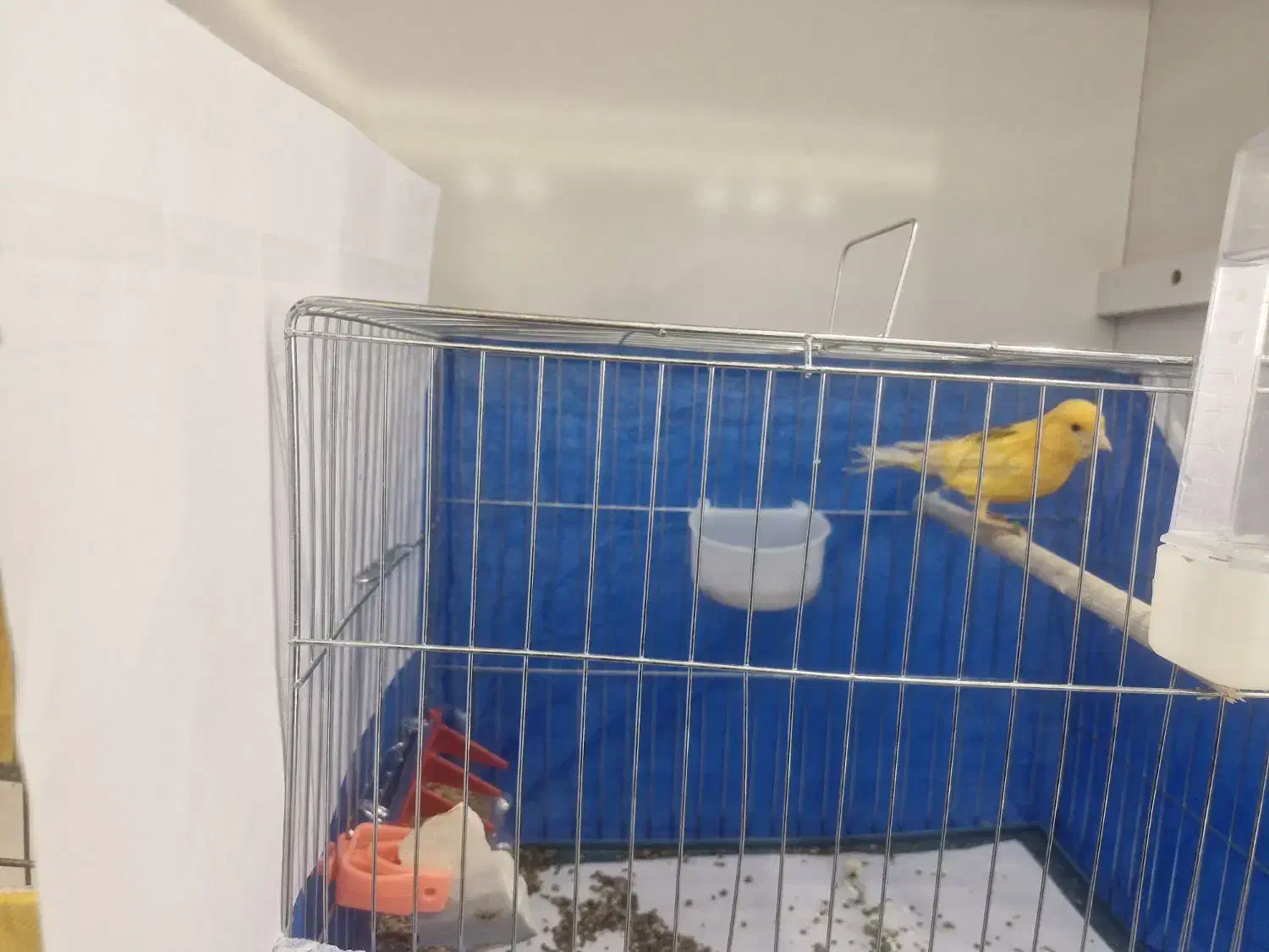 نر درجه یک|پرنده|خمینی‌شهر, |دیوار