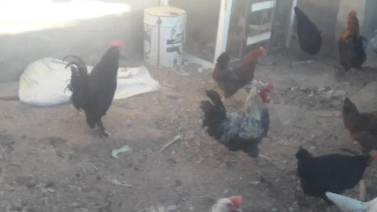 خروس درشت|حیوانات مزرعه|طبس, |دیوار