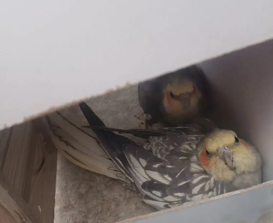 دو جفت عروس هلندی مولد و کار داده|پرنده|اندیشه, اندیشه فاز ۴|دیوار