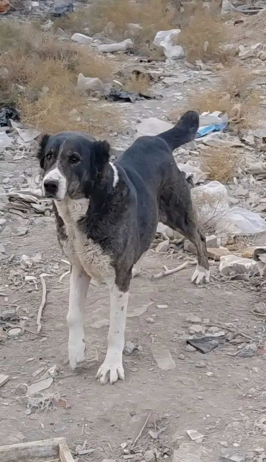 سرابی و خراسانی|سگ|اسلام‌شهر, شهرک واوان|دیوار