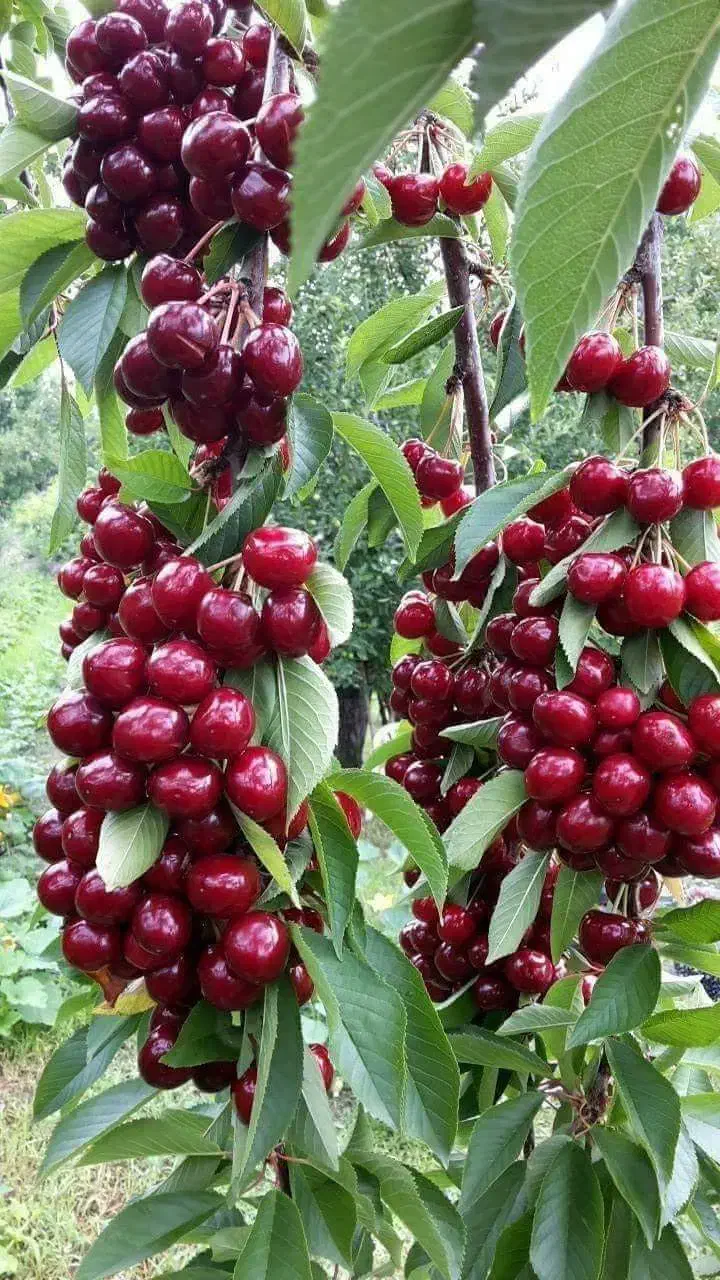 فروش نهال میوه و خشکبار لیبل‌دار|خدمات باغبانی و درختکاری|شیراز, باغ تخت|دیوار