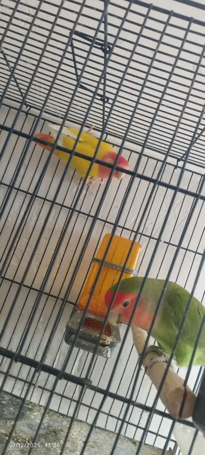 کوتوله برزیلی رنگ خاص|پرنده|همدان, |دیوار