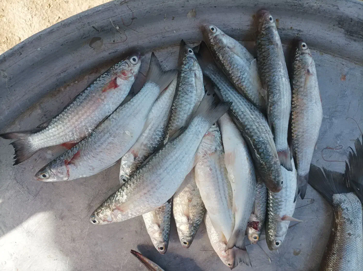 ماهی بیاح|ماهی|چغادک, |دیوار