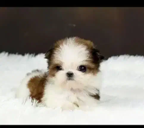 واگذاری تای پت واگذاری تای مالتیز|سگ|صدرا-فارس, فاز ۱|دیوار