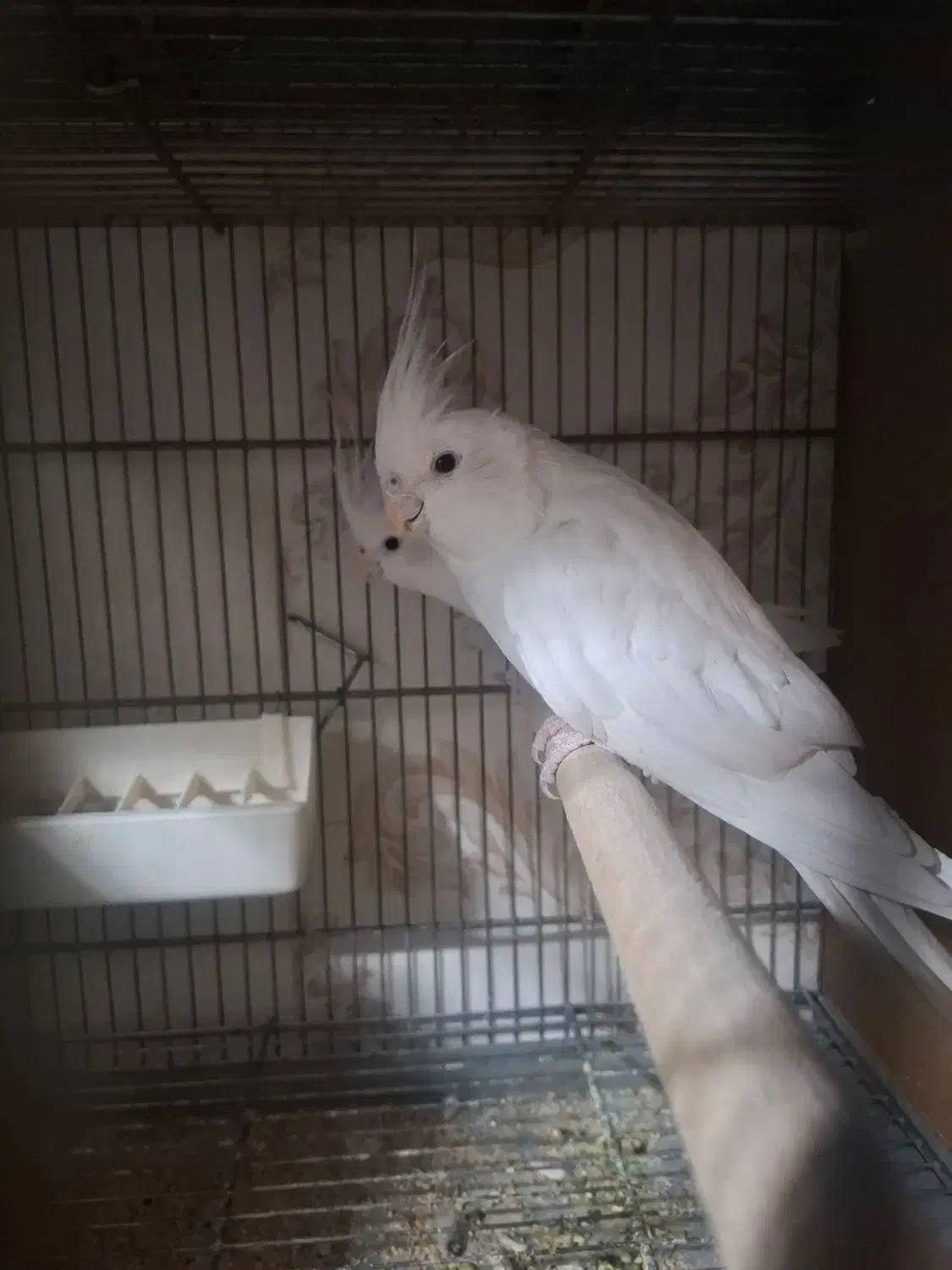 عروس هلندی|پرنده|پاکدشت, پاکدشت (مامازند)|دیوار